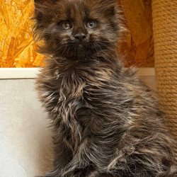 Maine Coon NOV Freya...