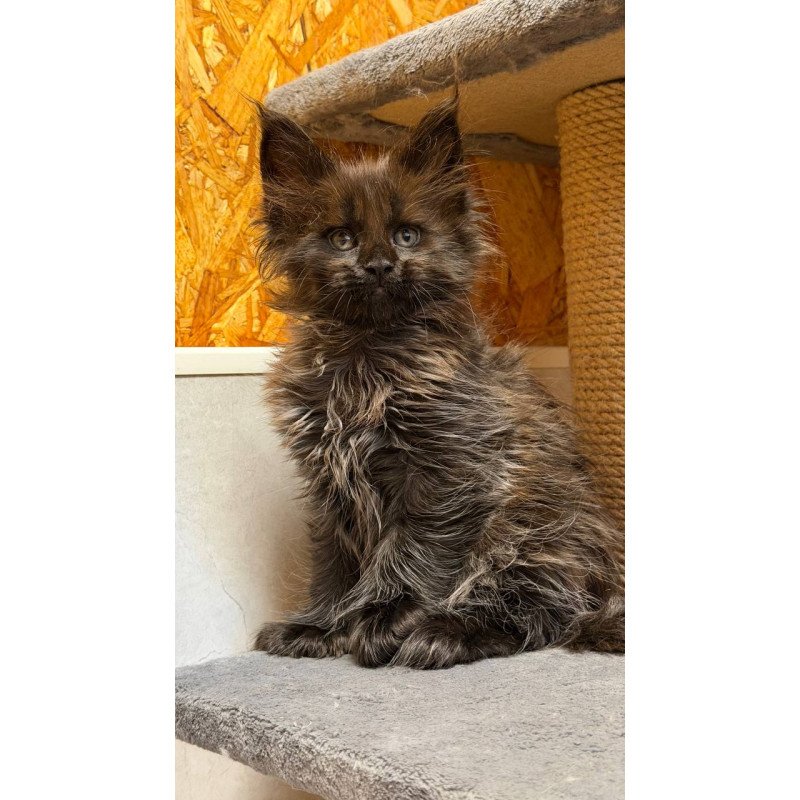Maine Coon NOV Freya Polydactyl