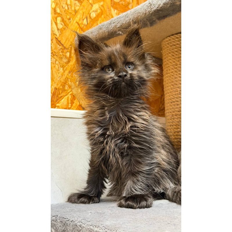 Maine Coon NOV Freya Polydactyl