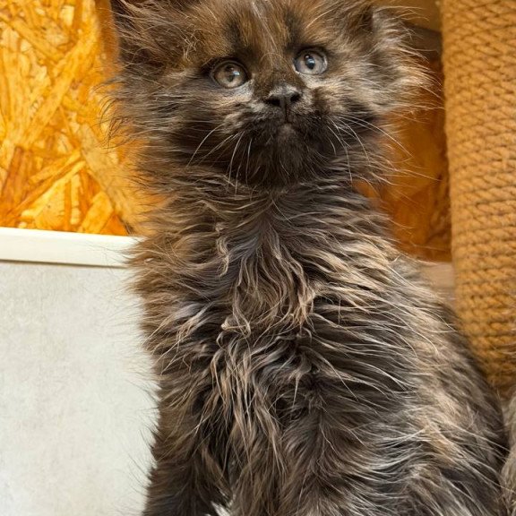 Maine Coon NOV Freya Polydactyl