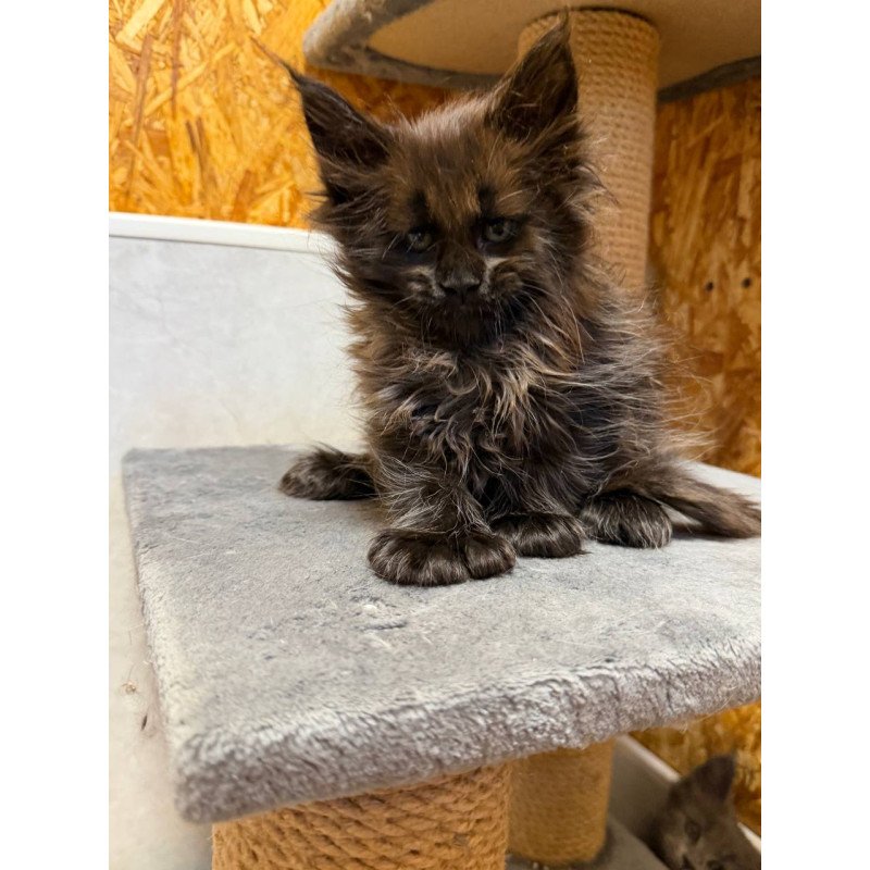 Maine Coon NOV Freya Polydactyl