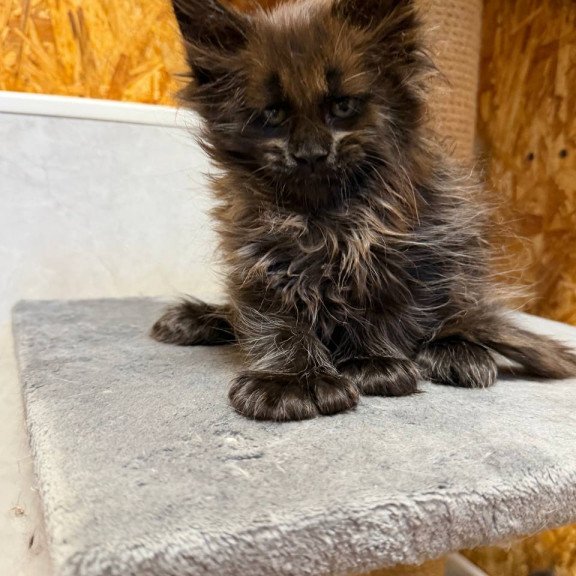 Maine Coon NOV Freya Polydactyl