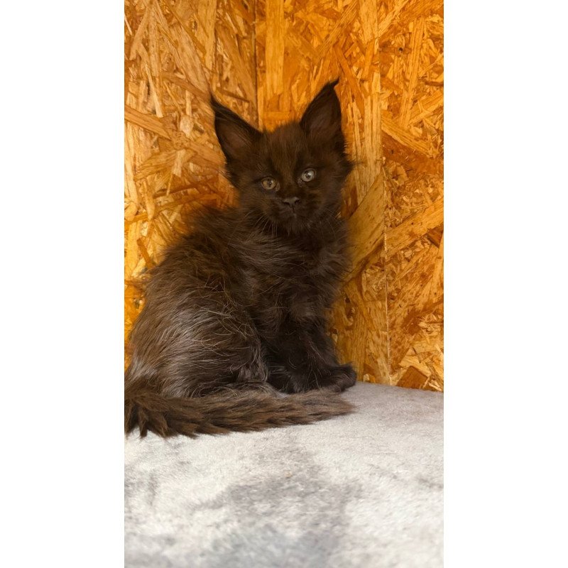 Maine Coon NOV Fargo