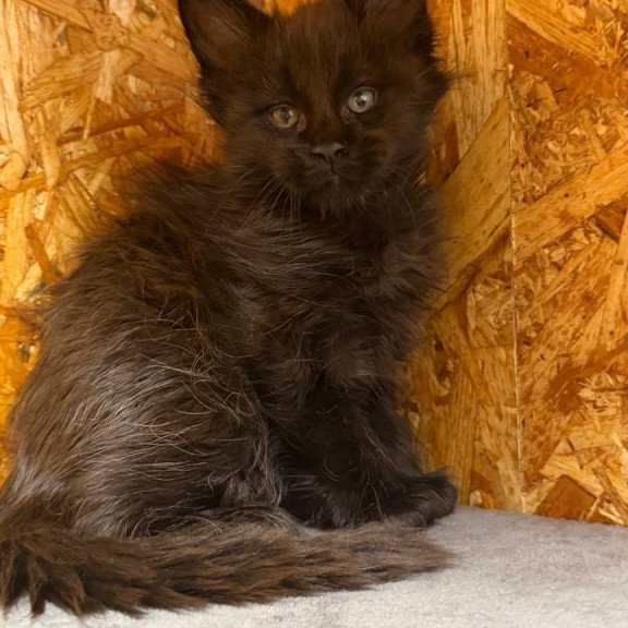 Maine Coon NOV Fargo
