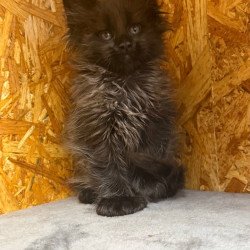 Maine Coon NOV Fargo