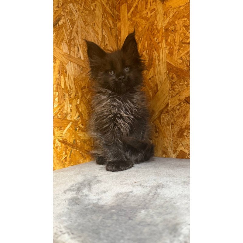 Maine Coon NOV Fargo