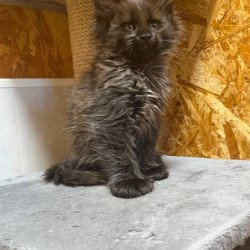 Maine Coon NOV Fargo