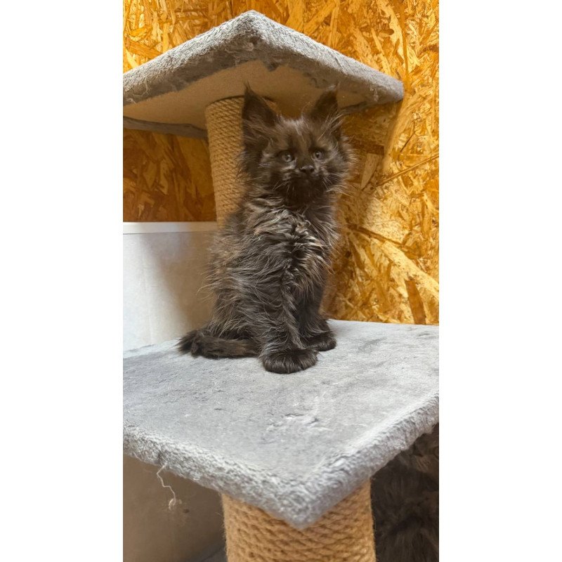 Maine Coon NOV Fargo