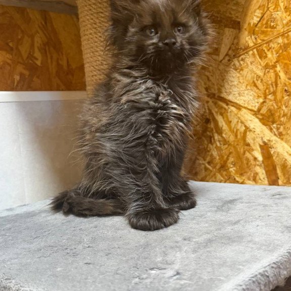 Maine Coon NOV Fargo