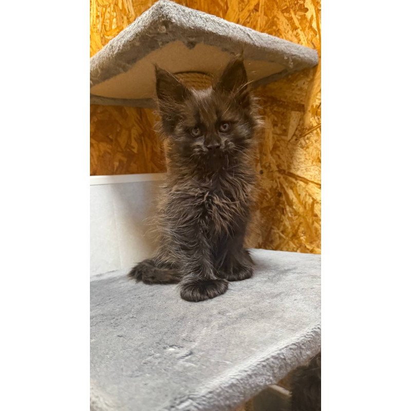 Maine Coon NOV Fargo