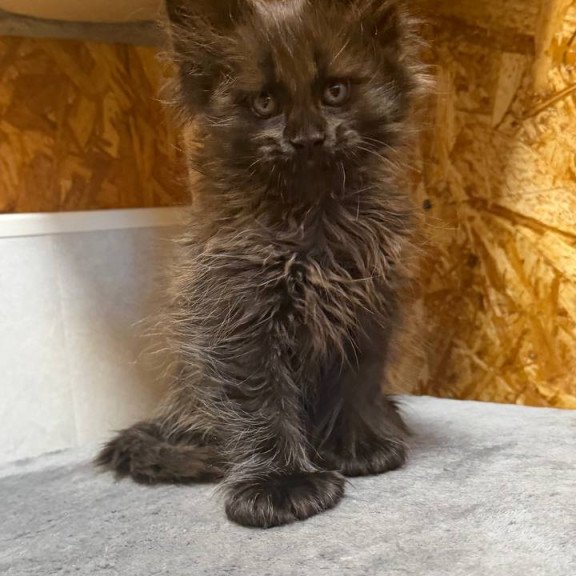 Maine Coon NOV Fargo
