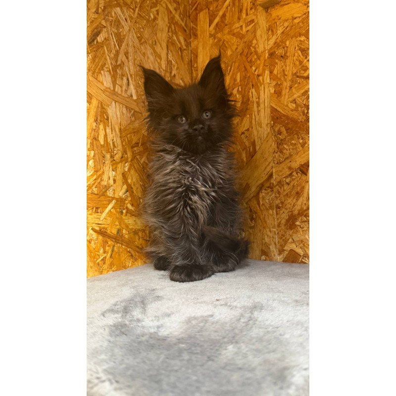 Maine Coon NOV Fargo