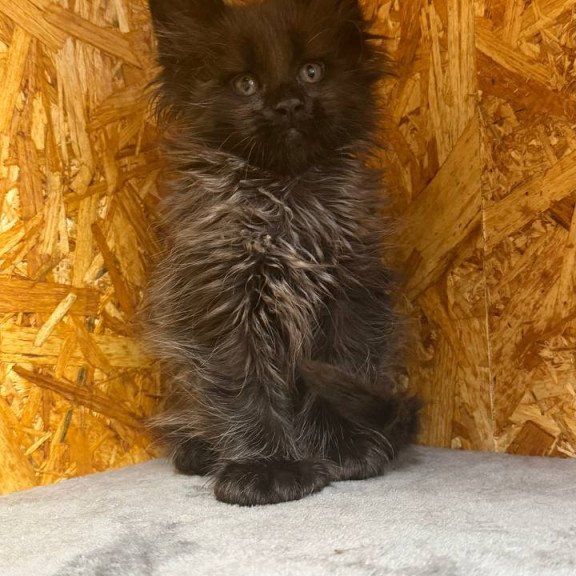 Maine Coon NOV Fargo
