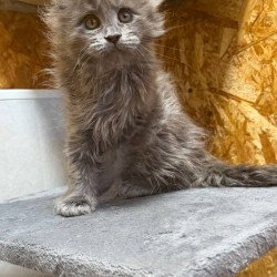 Maine Coon NOV Fletcher