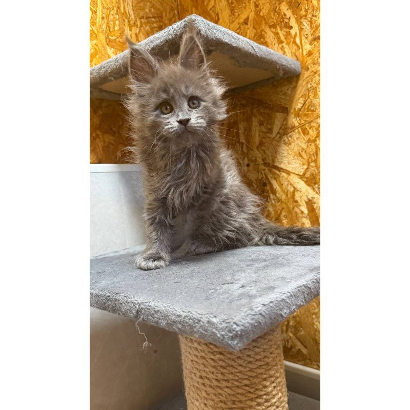 Maine Coon NOV Fletcher