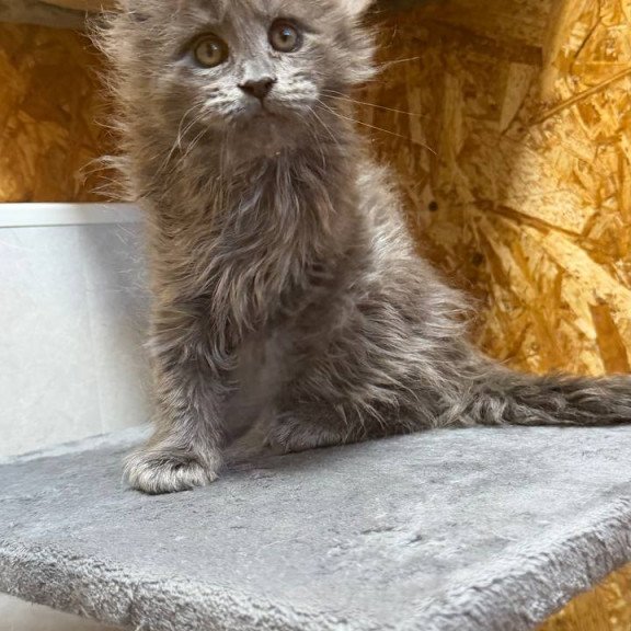 Maine Coon NOV Fletcher