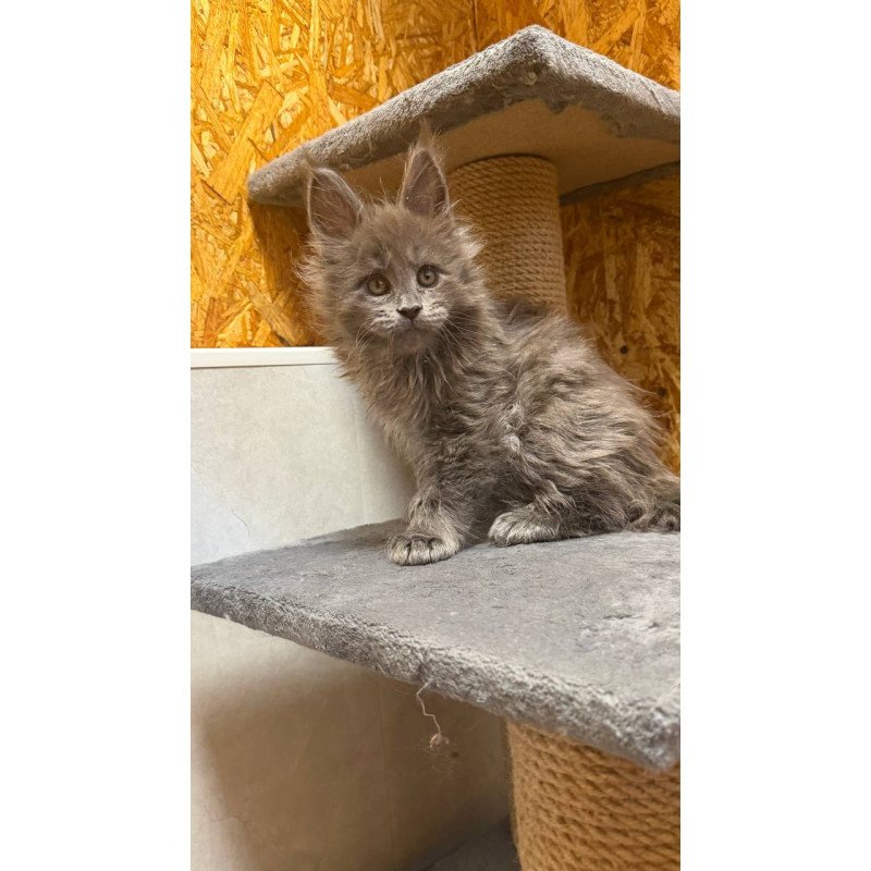 Maine Coon NOV Fletcher