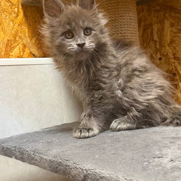 Maine Coon NOV Fletcher