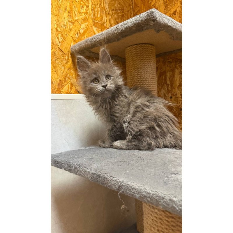 Maine Coon NOV Fletcher