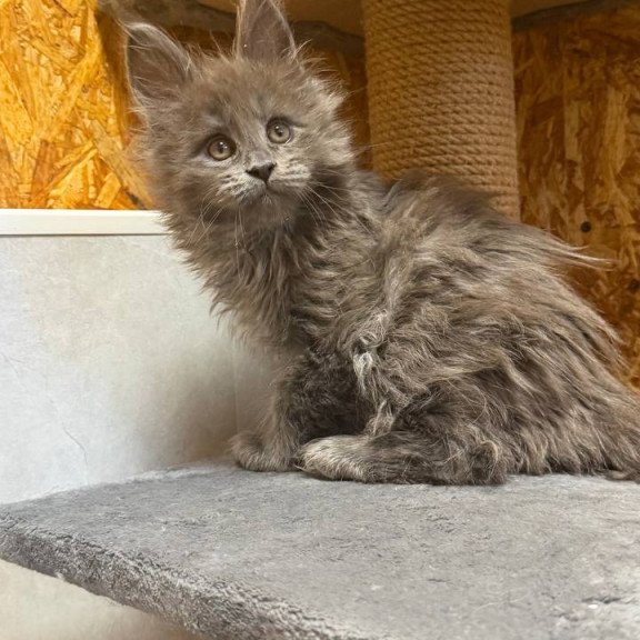 Maine Coon NOV Fletcher
