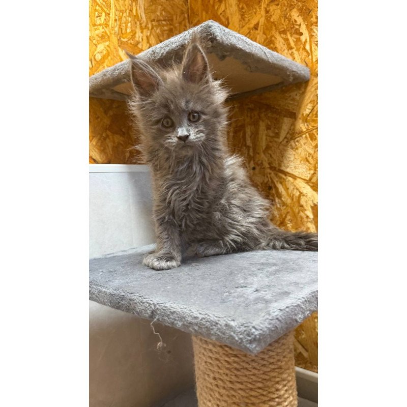 Maine Coon NOV Fletcher