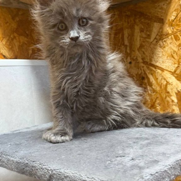 Maine Coon NOV Fletcher