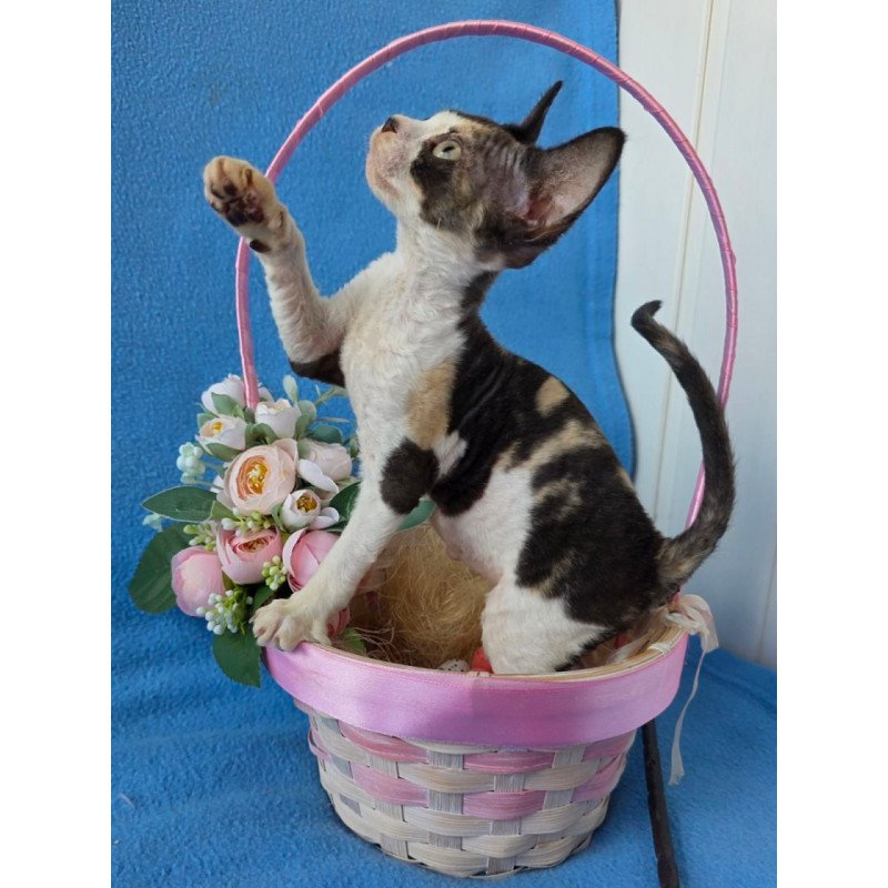 Devon Rex Dulcinea