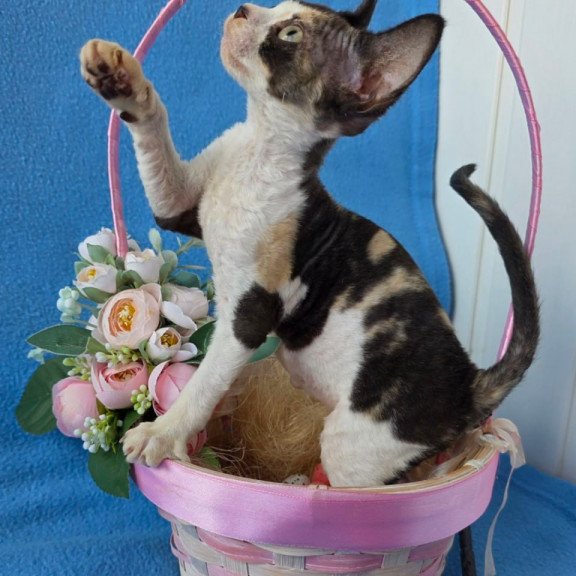 Devon Rex Dulcinea