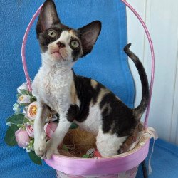 Devon Rex Dulcinea