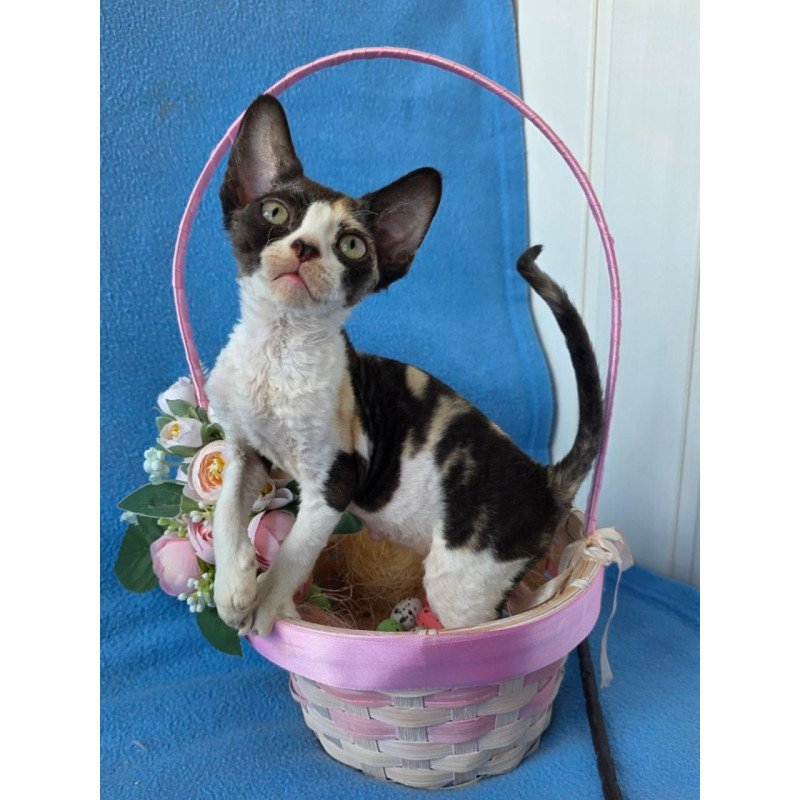 Devon Rex Dulcinea