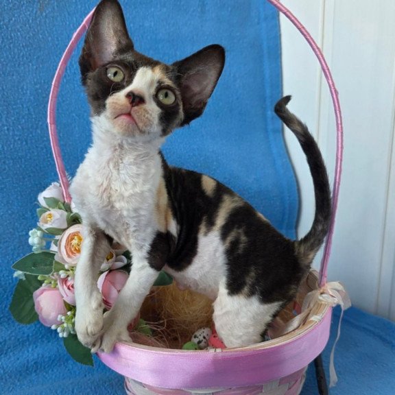 Devon Rex Dulcinea