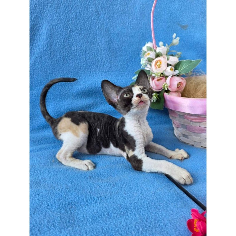 Devon Rex Dulcinea