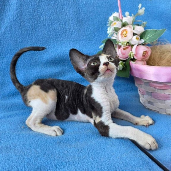 Devon Rex Dulcinea