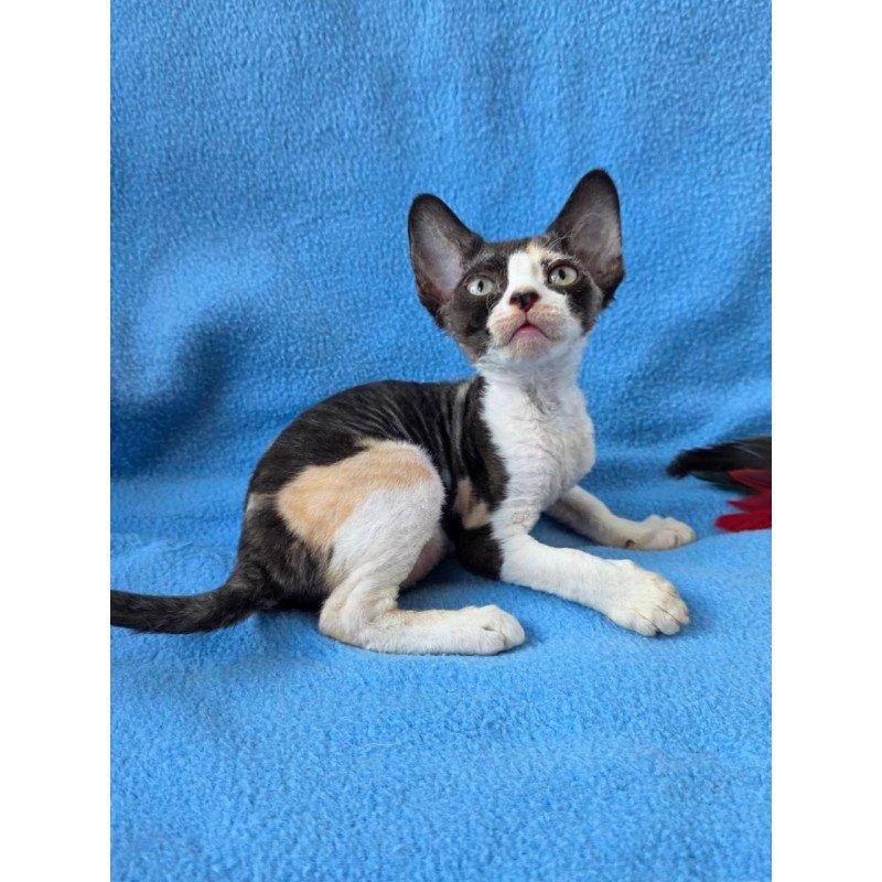 Devon Rex Dulcinea