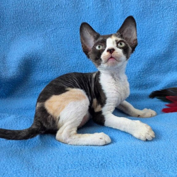 Devon Rex Dulcinea
