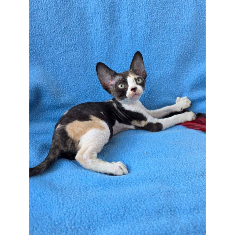 Devon Rex Dulcinea