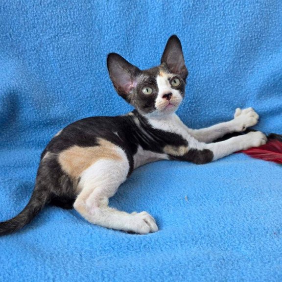 Devon Rex Dulcinea