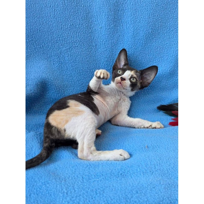 Devon Rex Dulcinea