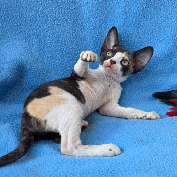 Devon Rex Dulcinea