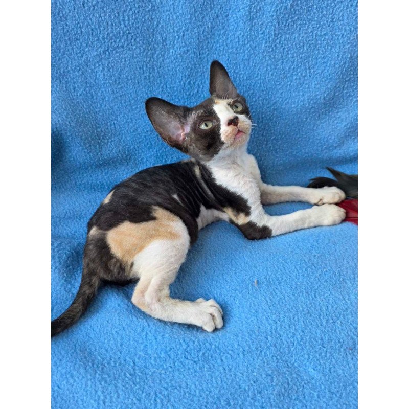 Devon Rex Dulcinea