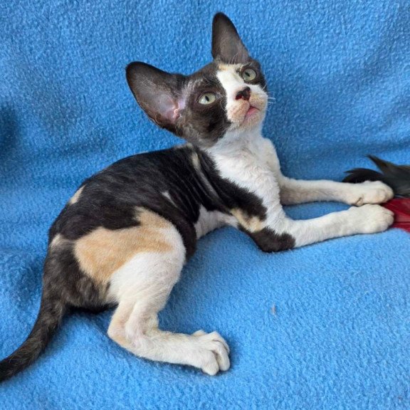 Devon Rex Dulcinea