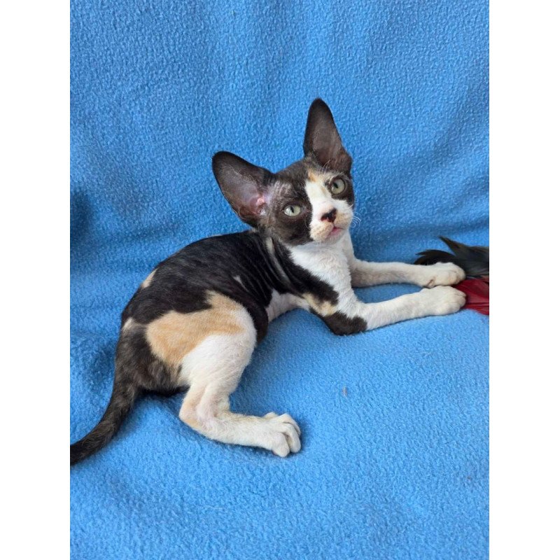 Devon Rex Dulcinea