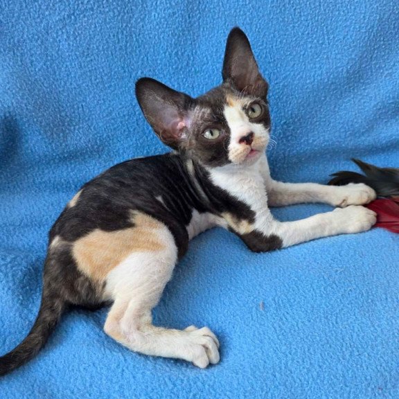 Devon Rex Dulcinea
