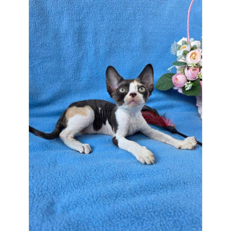 Devon Rex Dulcinea