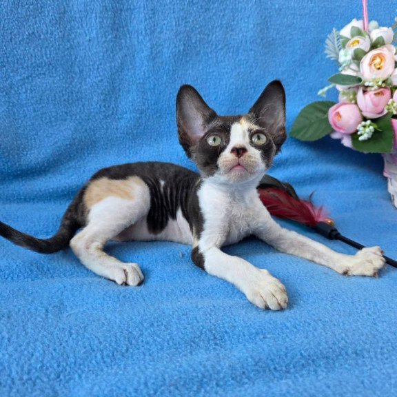 Devon Rex Dulcinea