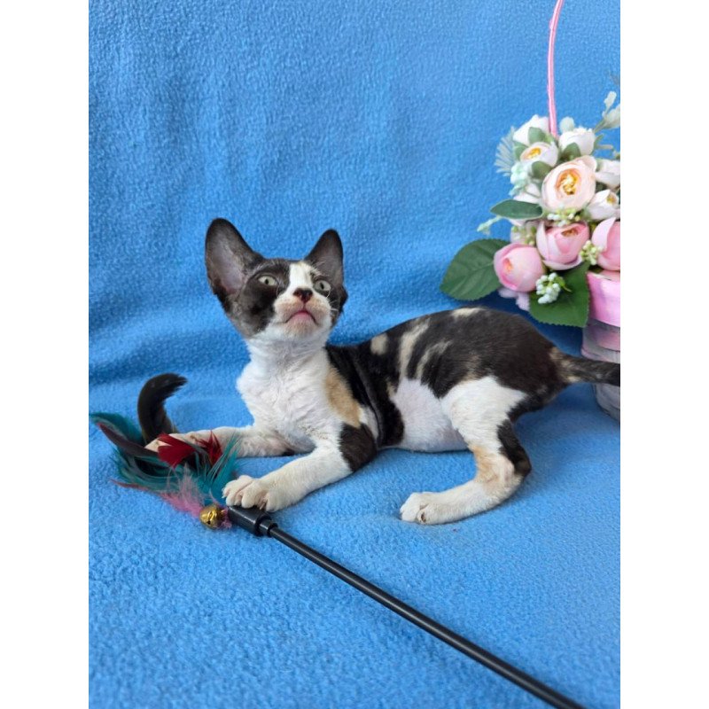 Devon Rex Dulcinea