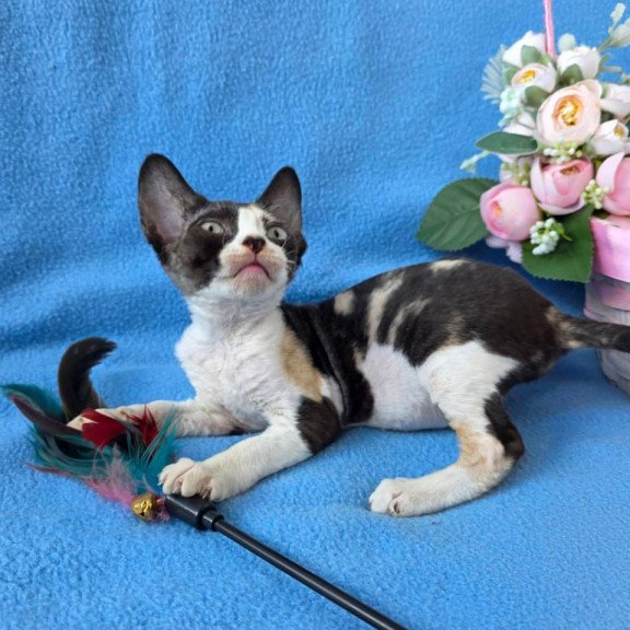 Devon Rex Dulcinea
