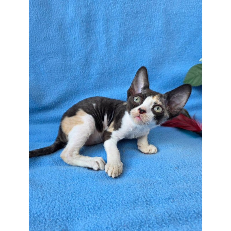 Devon Rex Dulcinea
