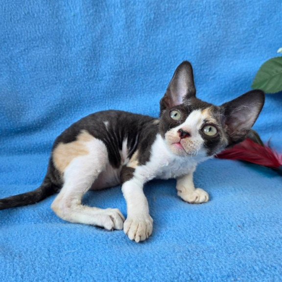 Devon Rex Dulcinea