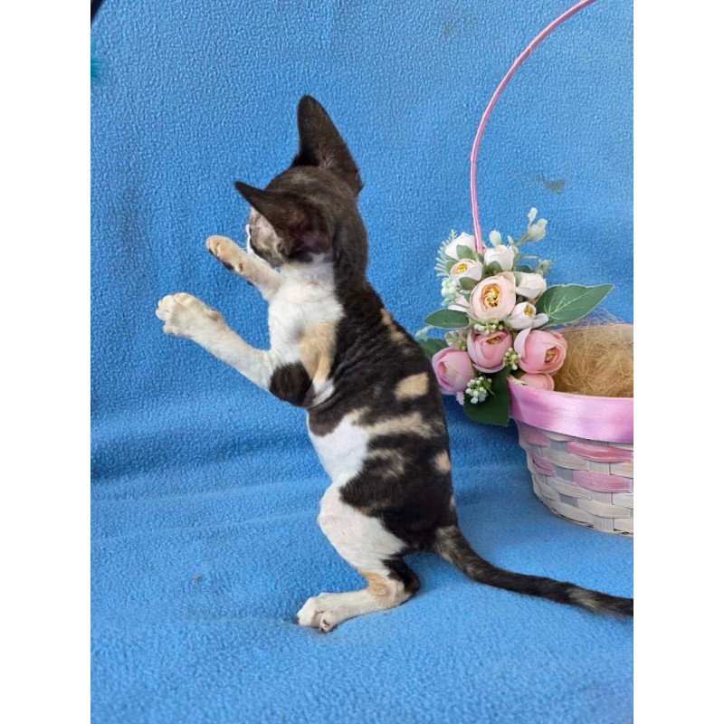Devon Rex Dulcinea